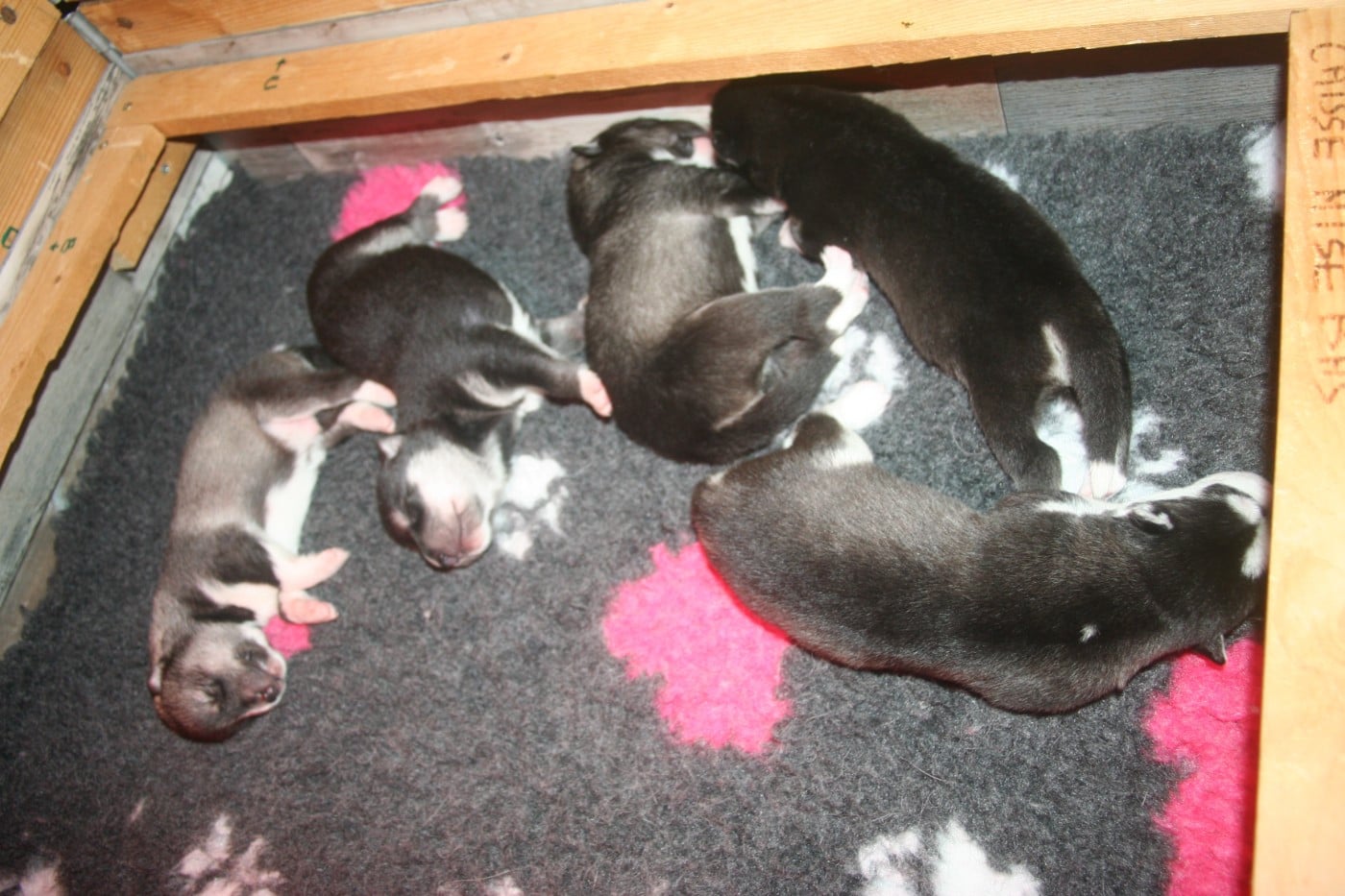 Siberian Husky - Lc-katzonoyabi