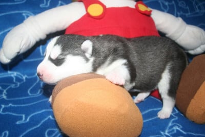 Les chiots de Siberian Husky