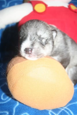 Les chiots de Siberian Husky