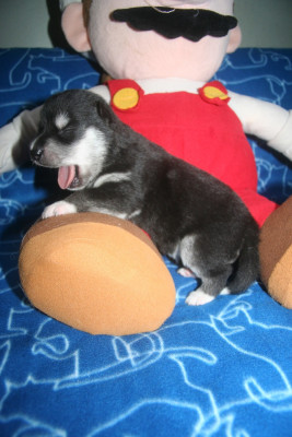 Les chiots de Siberian Husky