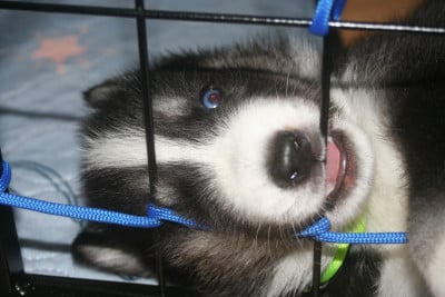 Les chiots de Siberian Husky