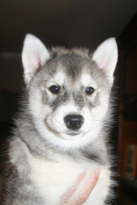 Les chiots de Siberian Husky