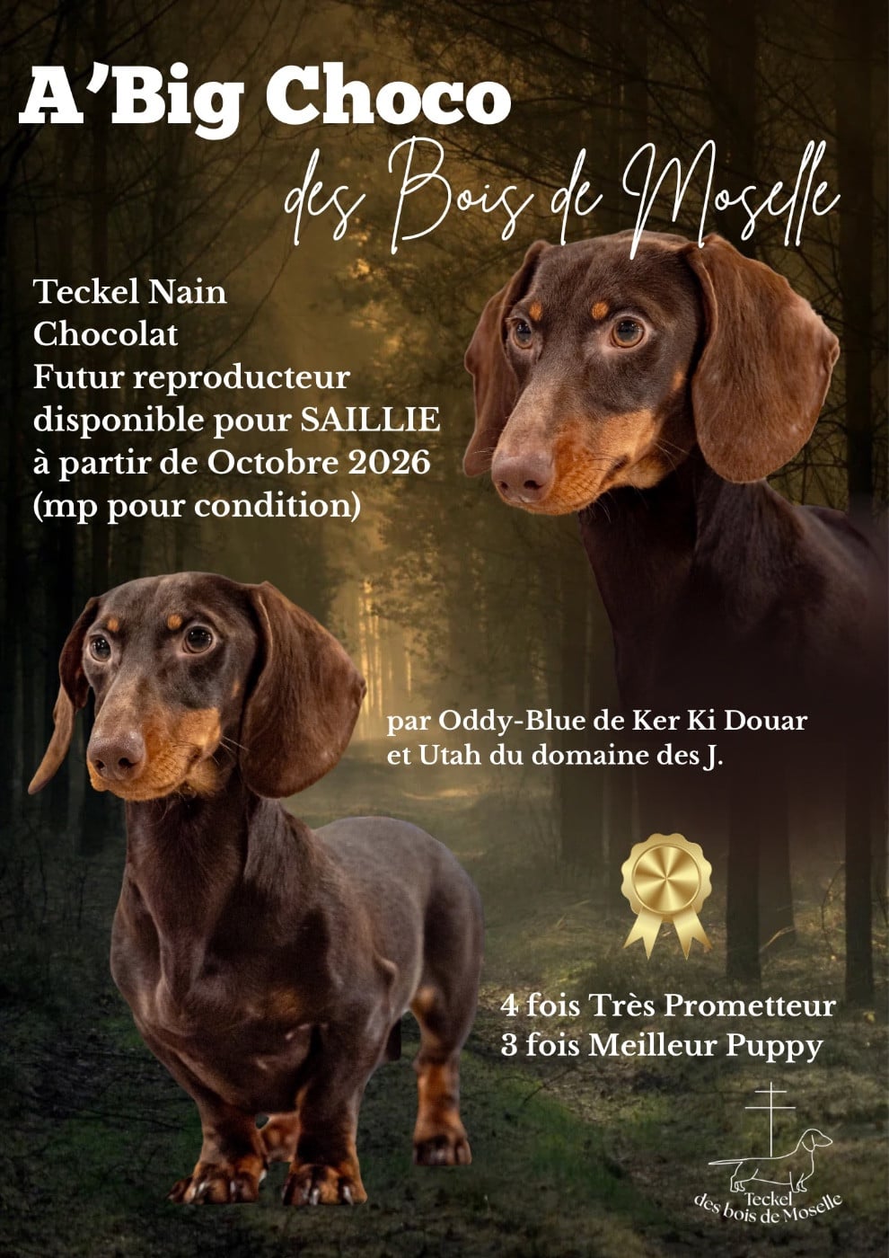 A'big choco Des Bois De Moselle