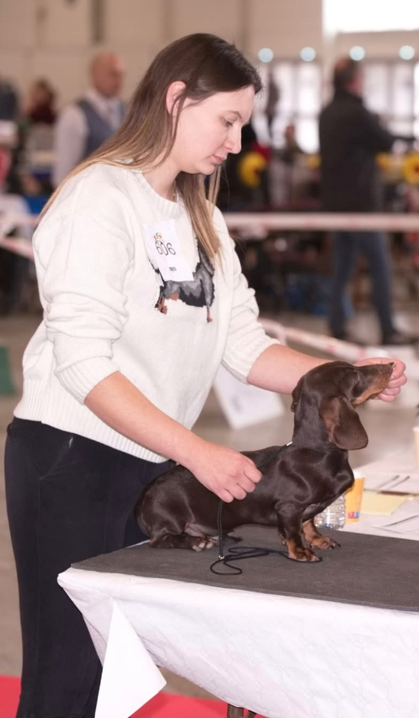 A'big choco Des Bois De Moselle - 1 TRES PROMETTEUR MEILLEUR PUPPY