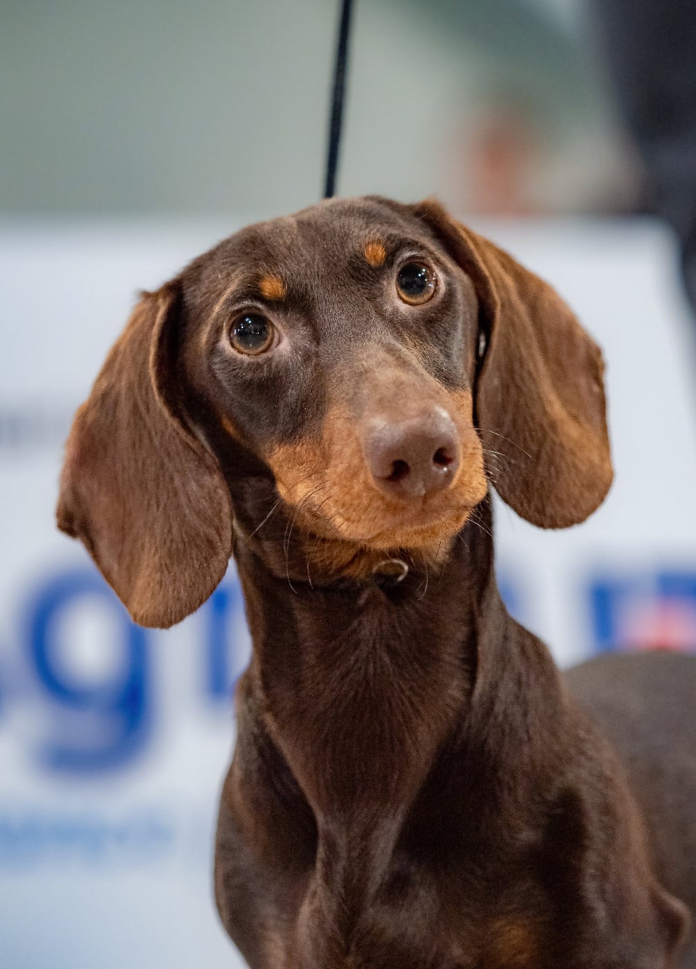 A'big choco Des Bois De Moselle - 1 TRES PROMETTEUR MEILLEUR PUPPY