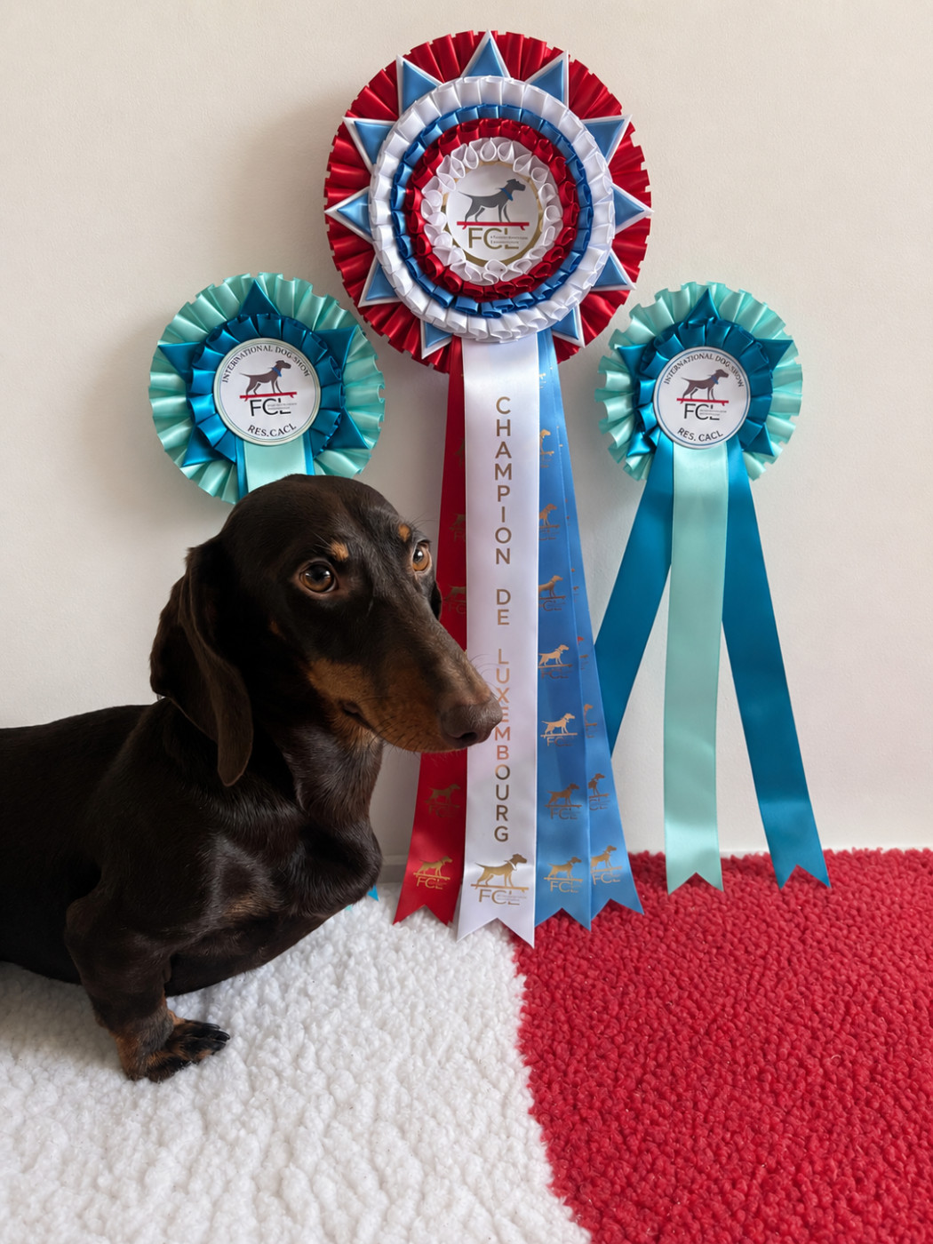 A'big choco Des Bois De Moselle - RCACL CHAMPION DU LUXEMBOURG