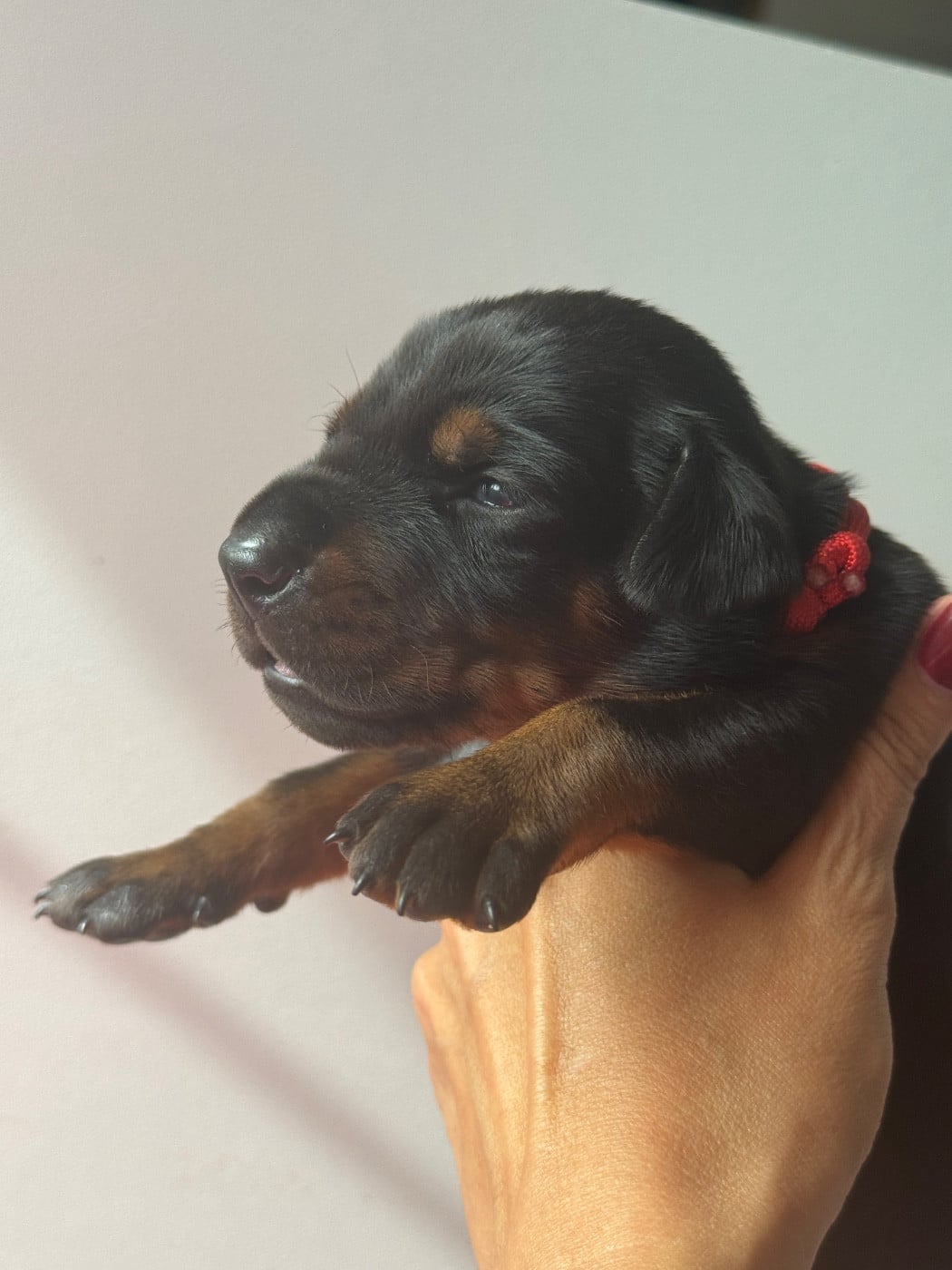 Dobermann - capax infiniti