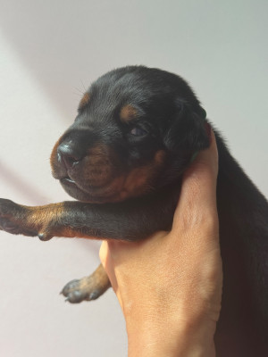 Les chiots de Dobermann