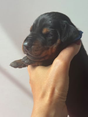 Les chiots de Dobermann