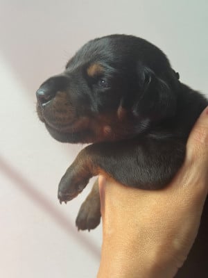 Les chiots de Dobermann