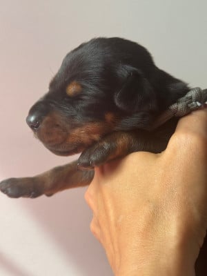 Les chiots de Dobermann