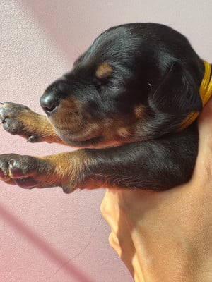 Les chiots de Dobermann