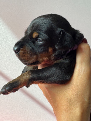 Les chiots de Dobermann