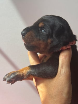 Les chiots de Dobermann