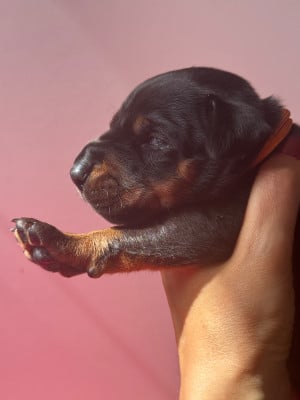 Les chiots de Dobermann