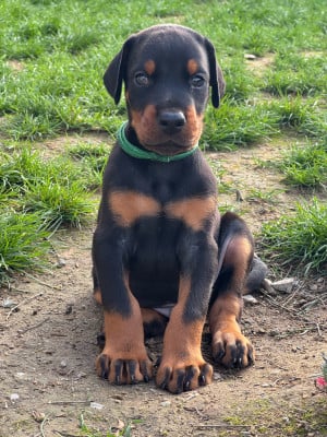 Les chiots de Dobermann