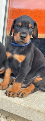 Les chiots de Dobermann