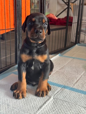 Les chiots de Dobermann