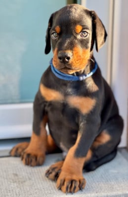Les chiots de Dobermann