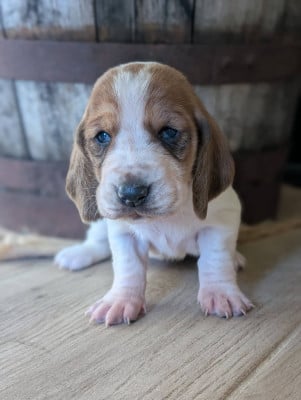 Les chiots de Basset Hound