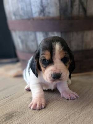 Les chiots de Basset Hound