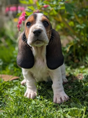 Les chiots de Basset Hound