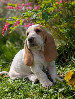 Les chiots de Basset Hound