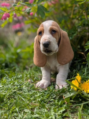 Les chiots de Basset Hound