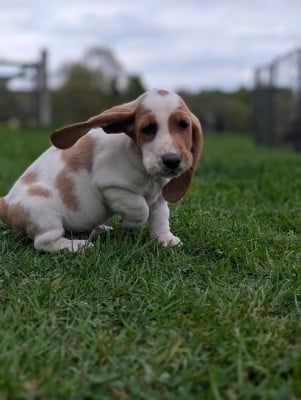 Les chiots de Basset Hound