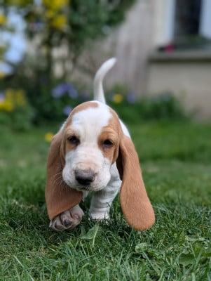 Les chiots de Basset Hound