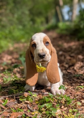 Les chiots de Basset Hound