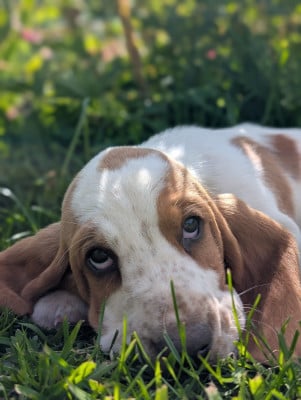 Les chiots de Basset Hound