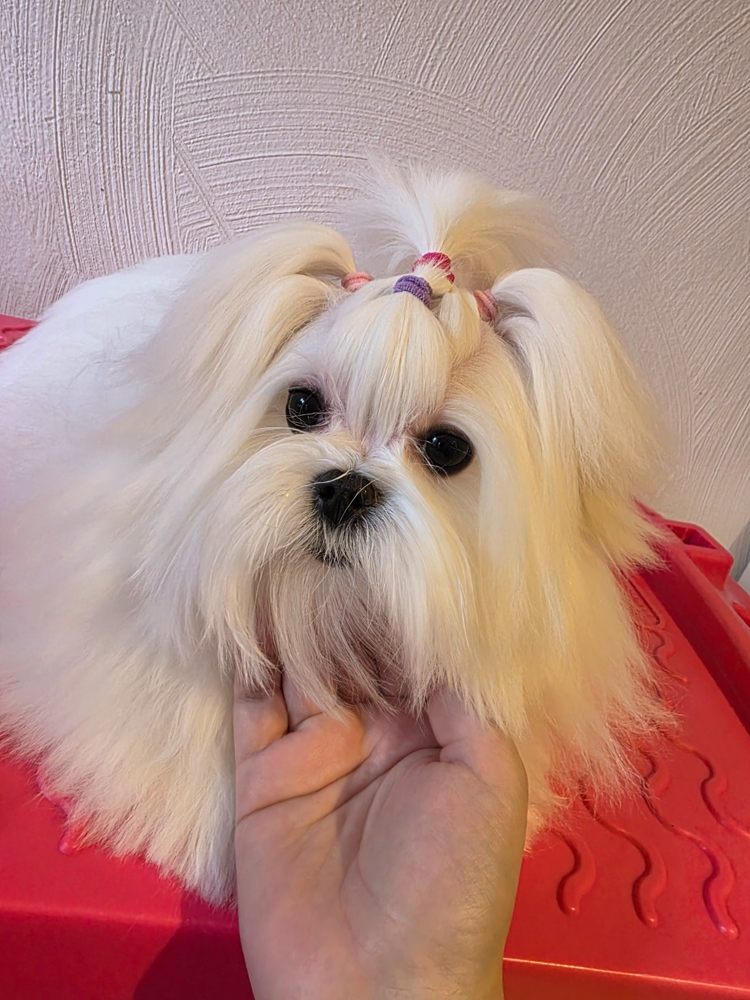 In-soo song of white