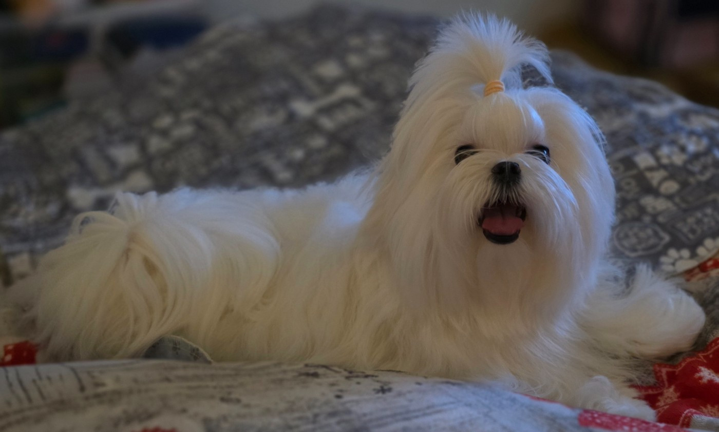 In-soo song of white