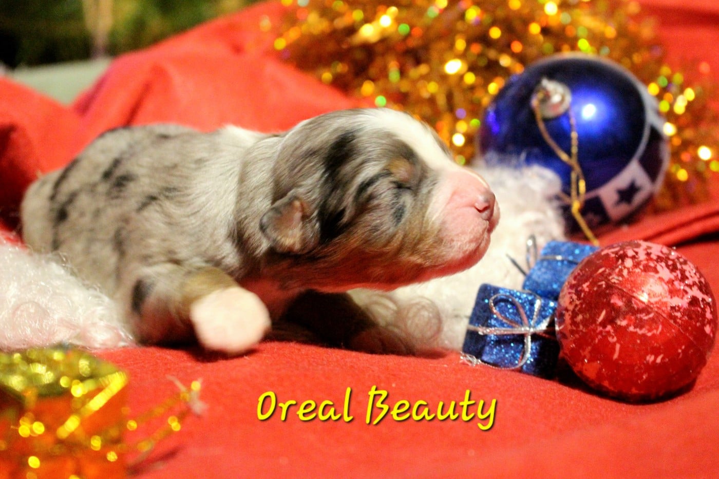 Oreal Beauty - Berger Australien