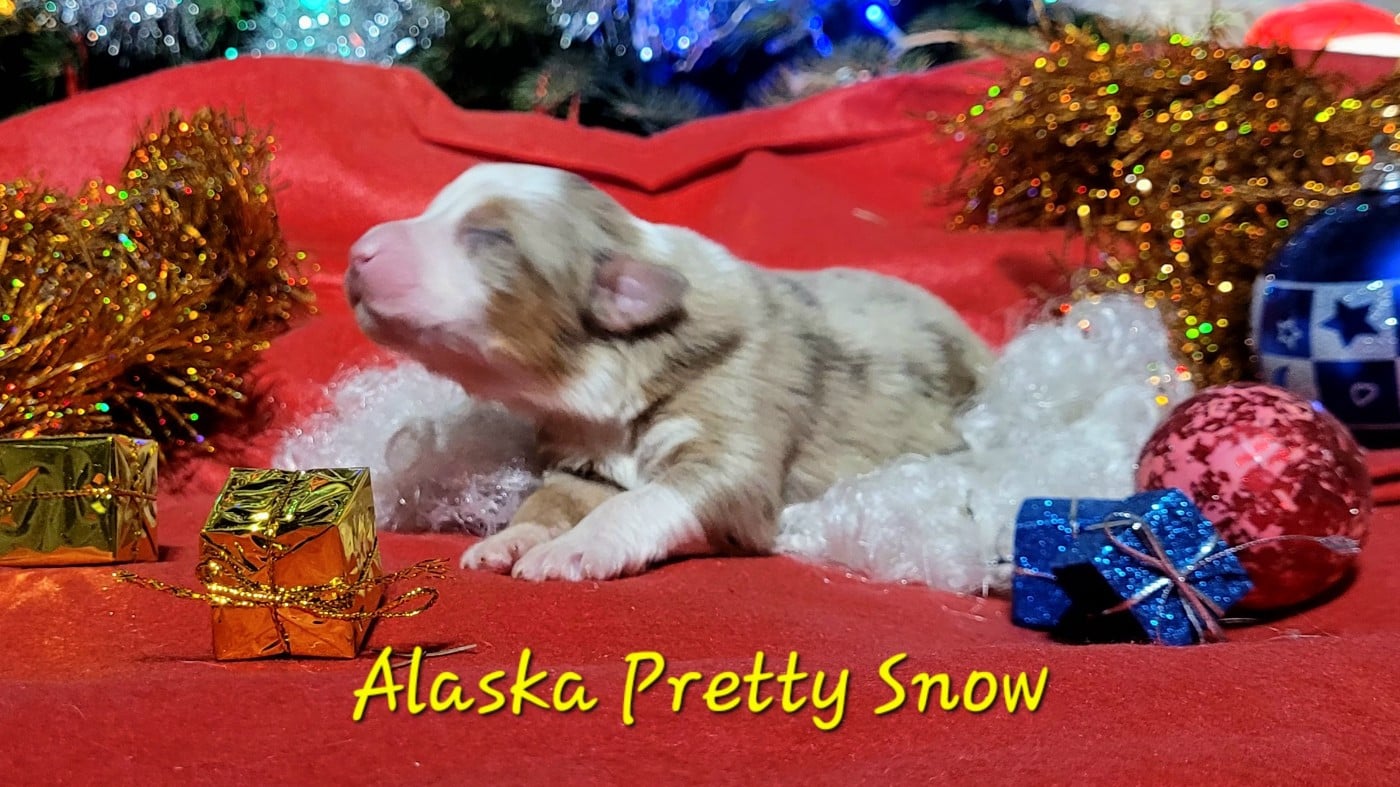 Alaska Pretty Snow - Berger Australien