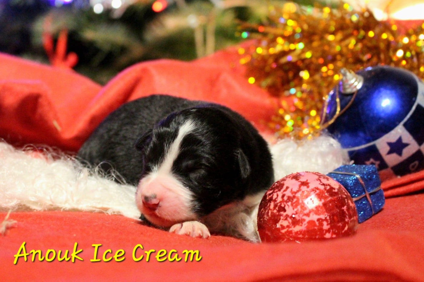 Anouk Ice Cream - Berger Australien