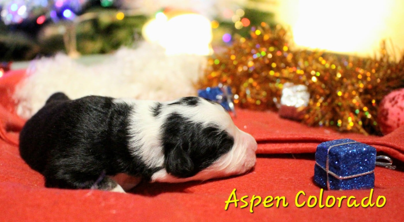 Aspen Colorado - Berger Australien