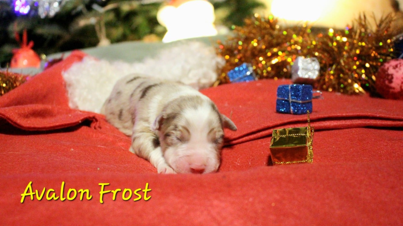 Avalon Frost - Berger Australien