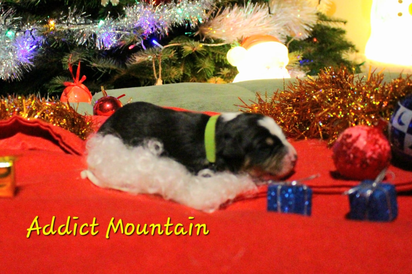 Addict Mountain - Berger Australien