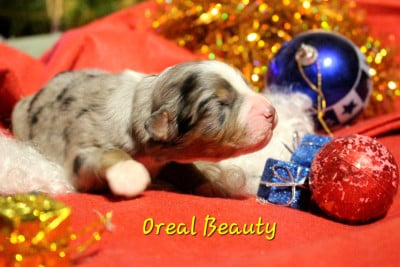 Les chiots de Berger Australien