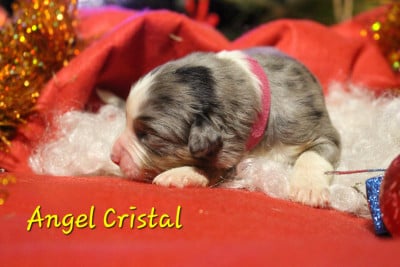 Les chiots de Berger Australien