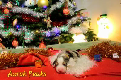 Les chiots de Berger Australien