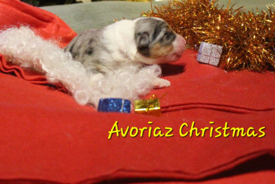 Les chiots de Berger Australien