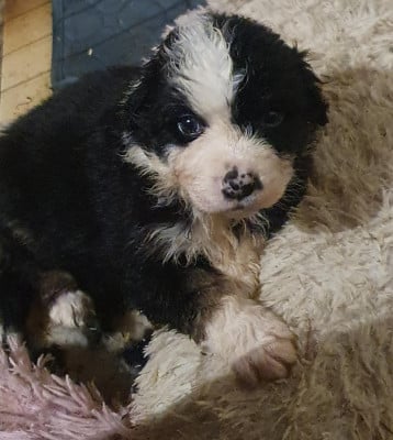 Les chiots de Berger Australien