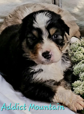 Les chiots de Berger Australien