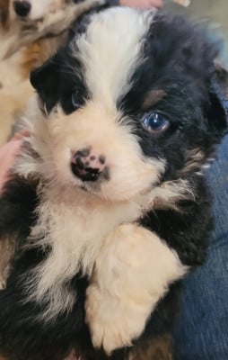 Les chiots de Berger Australien