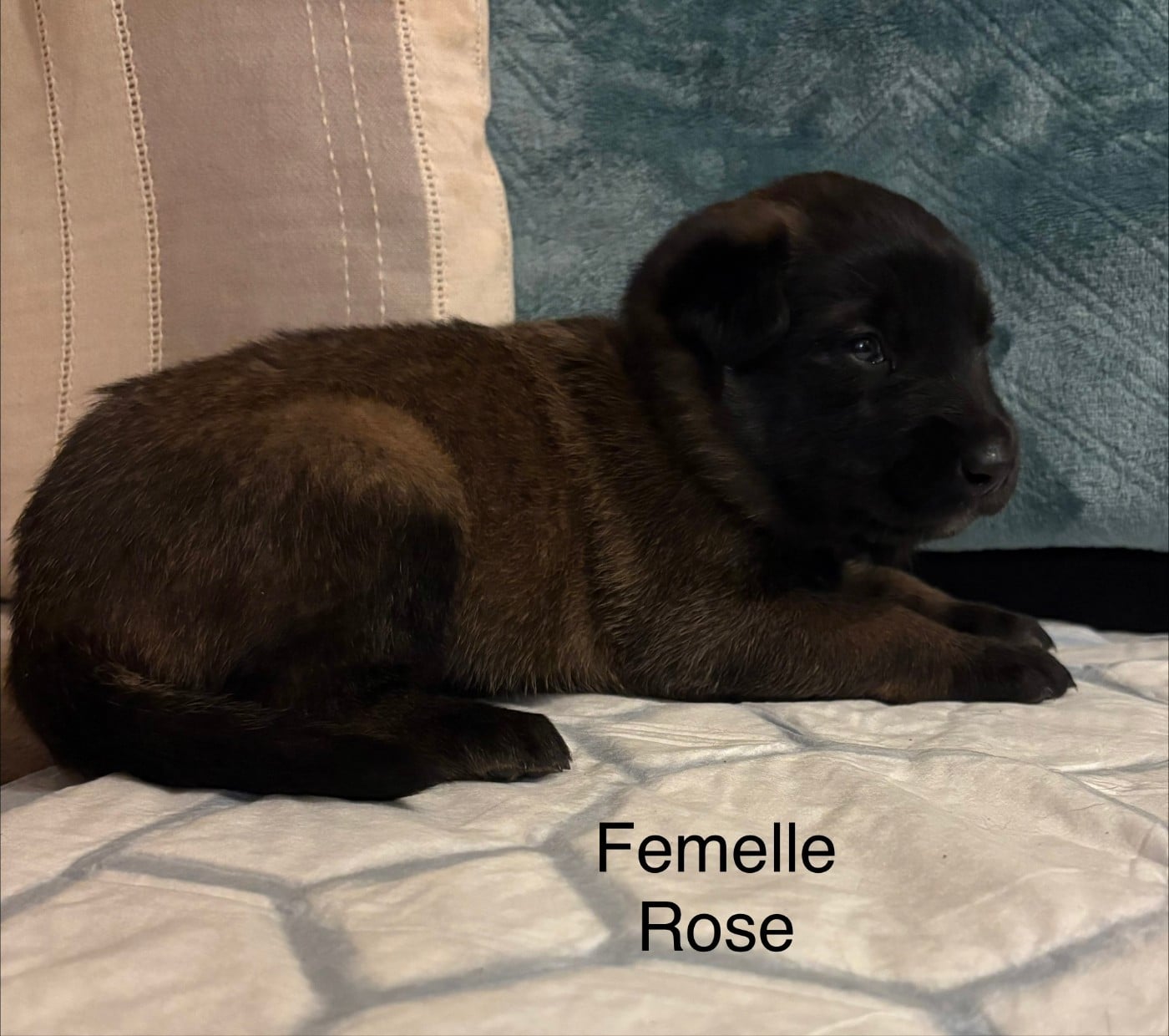 CHIOT 1 - Berger Belge