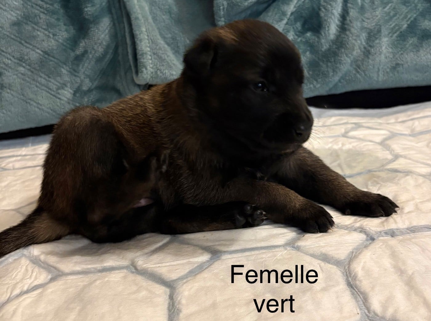 CHIOT 3 - Berger Belge