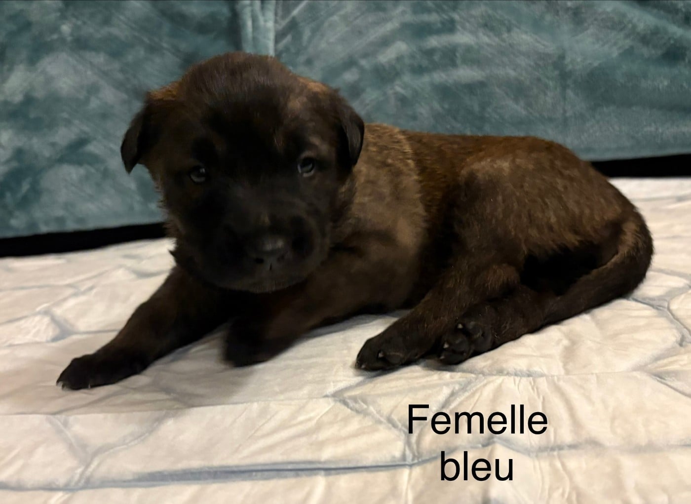CHIOT 4 - Berger Belge